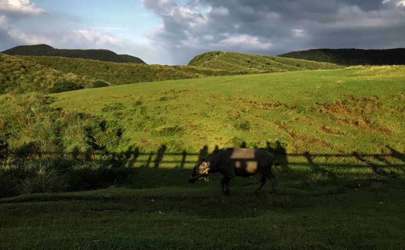 草山上的水牛